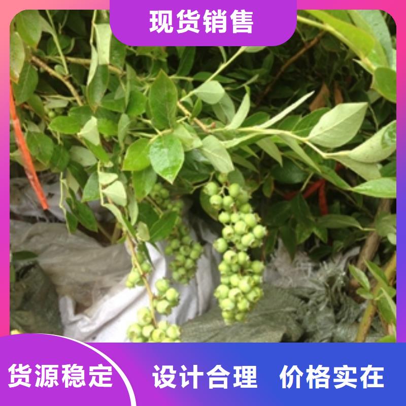 蓝莓苗核桃苗樱花苗长果桑树苗保障