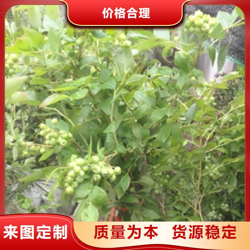 蓝莓苗泰山景松造型景松厂家品控严格