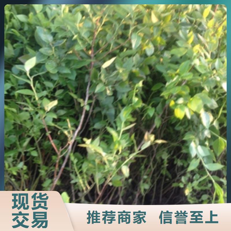 蓝莓苗泰山景松造型景松厂家品控严格