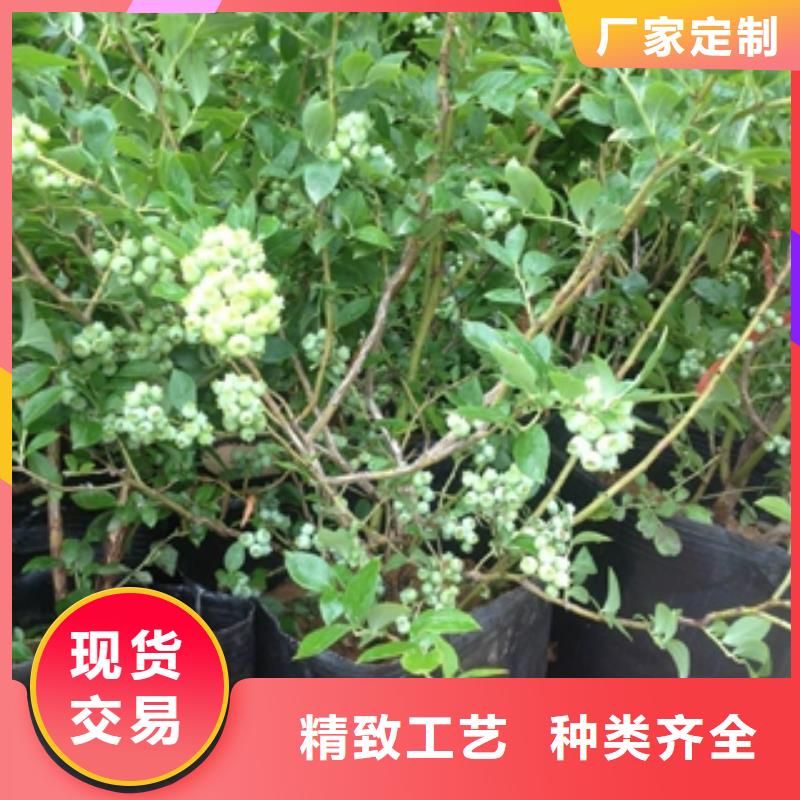 蓝莓苗碧桃随心所欲定制