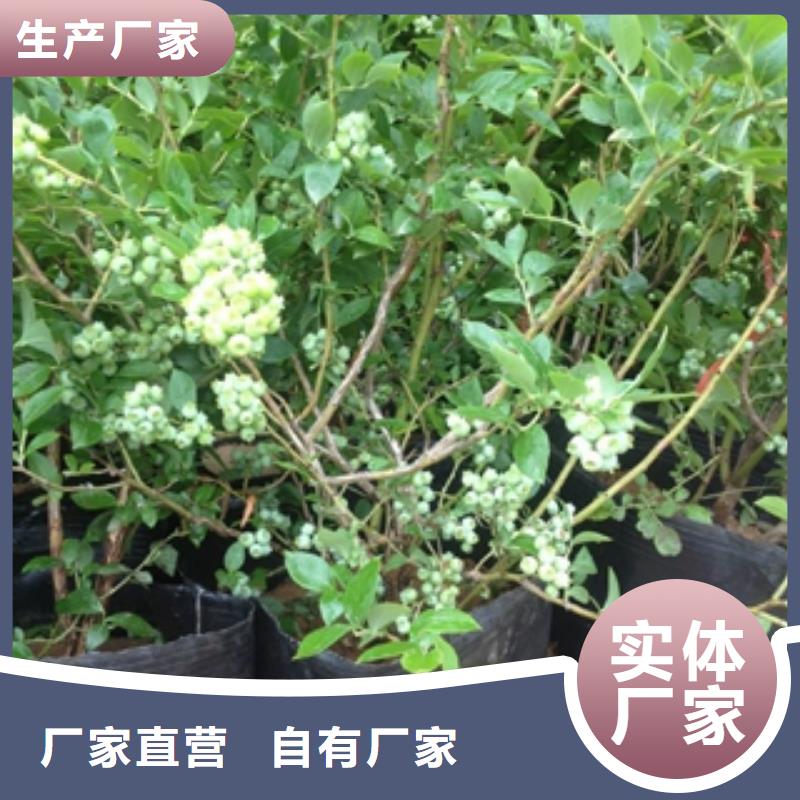 蓝莓苗泰山景松造型景松厂家品控严格