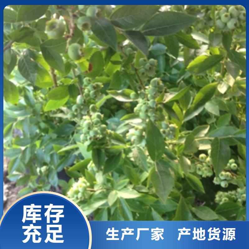 蓝莓苗碧桃随心所欲定制
