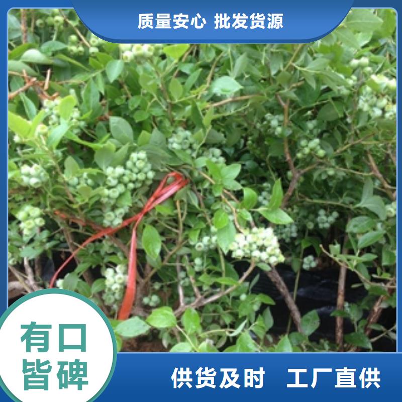 蓝莓苗泰山景松造型景松厂家品控严格
