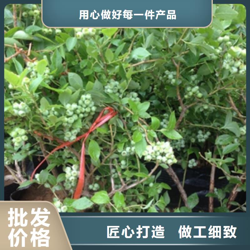 蓝莓苗碧桃随心所欲定制