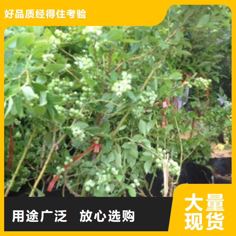 蓝莓苗碧桃随心所欲定制