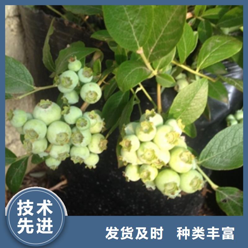 蓝莓苗泰山景松造型景松厂家品控严格