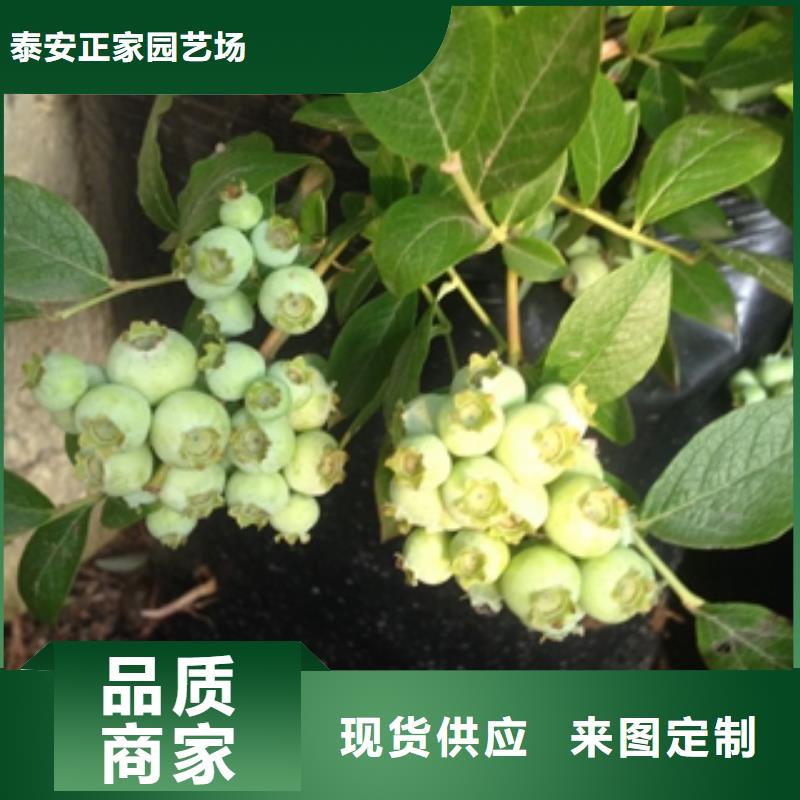 蓝莓苗_碧桃支持拿样