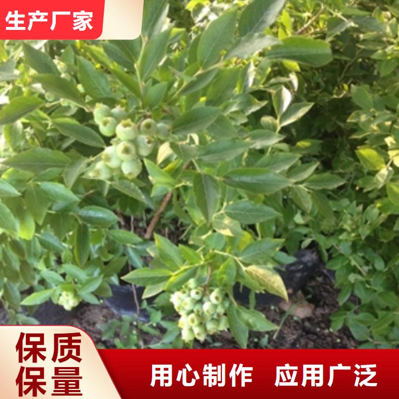 蓝莓苗泰山景松造型景松厂家品控严格