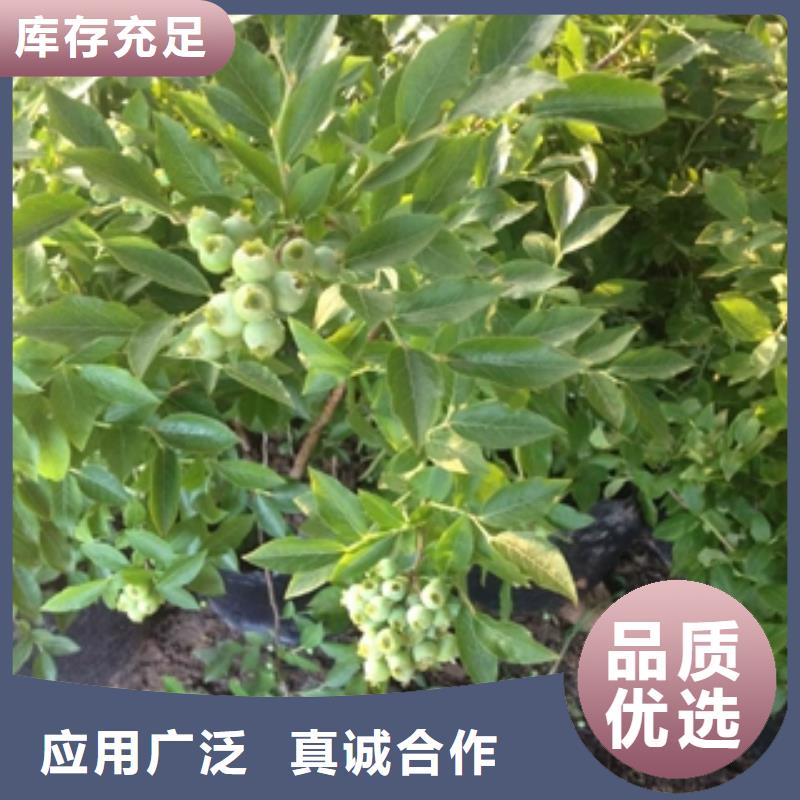 蓝莓苗碧桃随心所欲定制