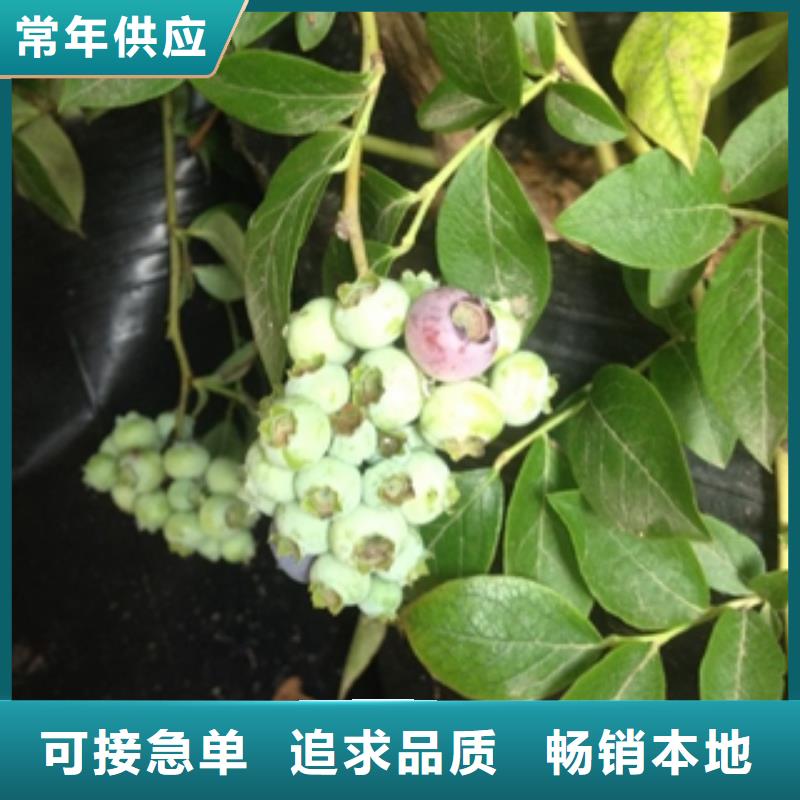 蓝莓苗泰山景松造型景松厂家品控严格