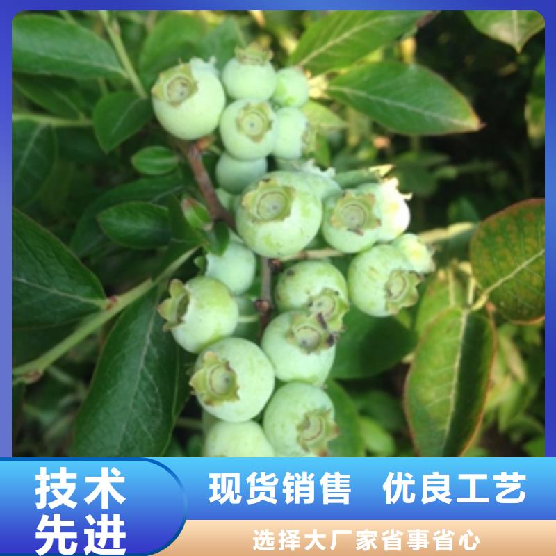 蓝莓苗碧桃随心所欲定制