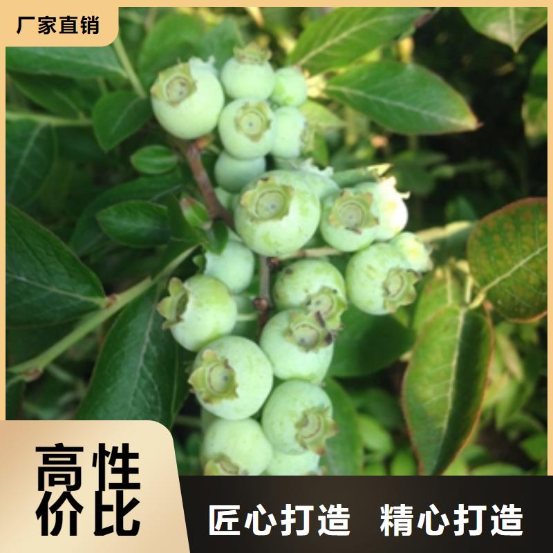 蓝莓苗泰山景松造型景松保障