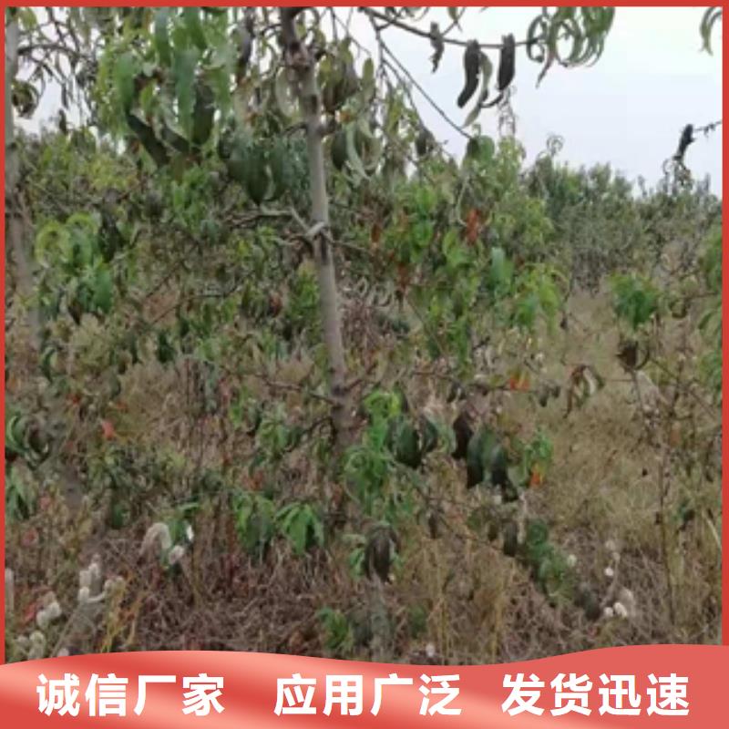 桃树_绿化树绿化工程真材实料诚信经营