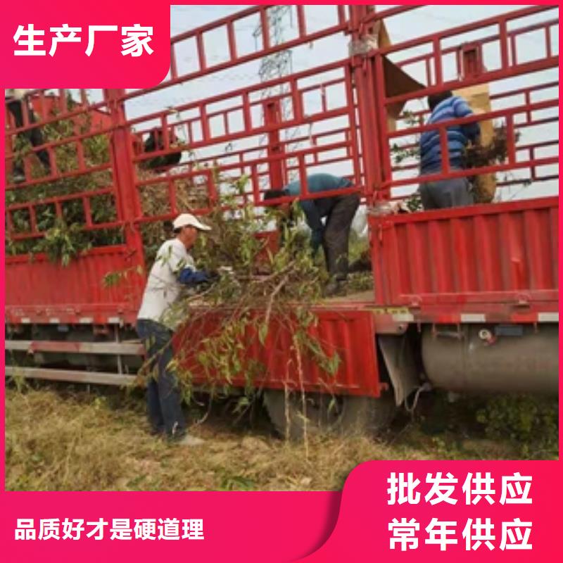 桃树_绿化树绿化工程真材实料诚信经营