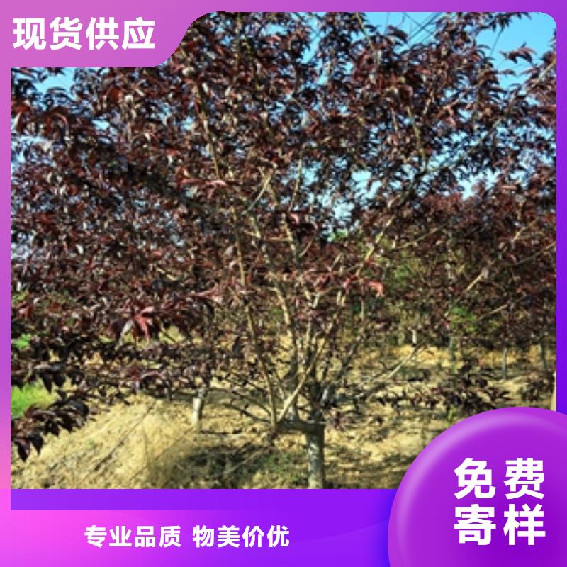 桃树泰山景松造型景松为您提供一站式采购服务