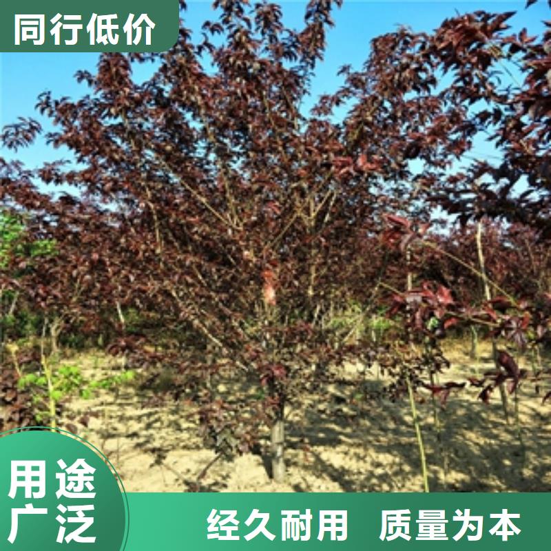 桃树泰山景松造型景松为您提供一站式采购服务