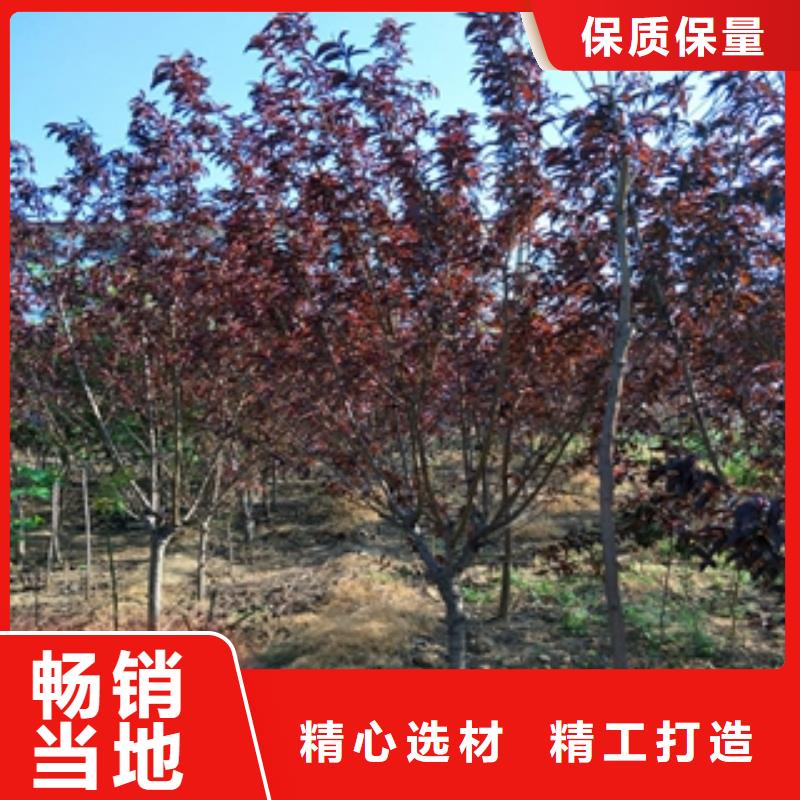 桃树,泰山景松造型景松追求品质