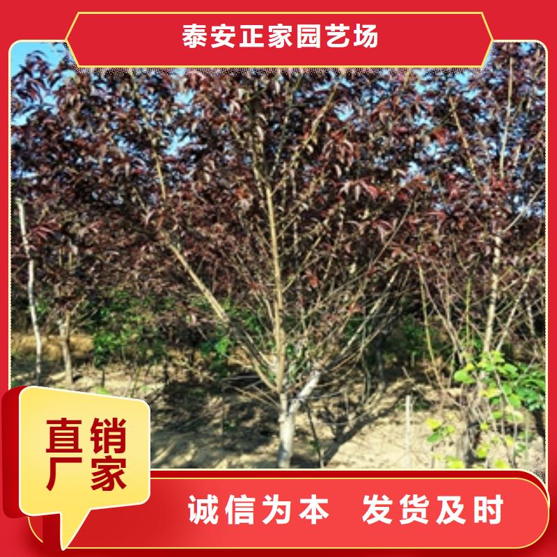 桃树_绿化树绿化工程真材实料诚信经营