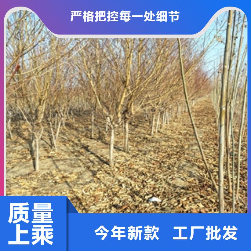 桃树占地果树追求品质