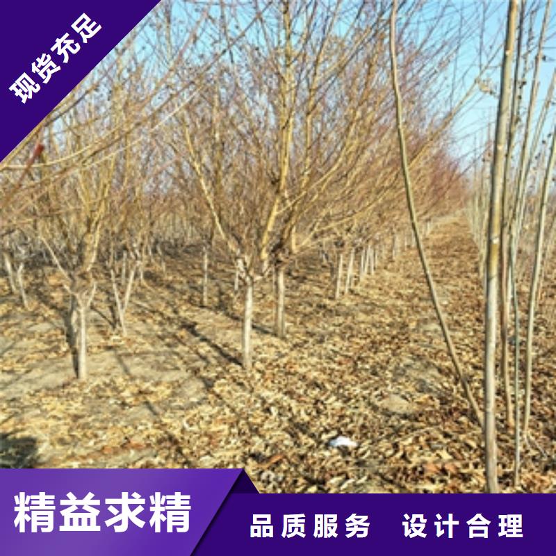 桃树,泰山景松造型景松追求品质