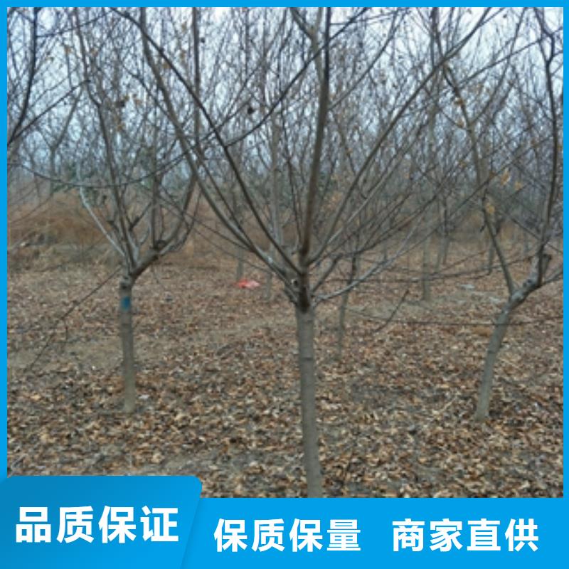 桃树泰山景松造型景松为您提供一站式采购服务