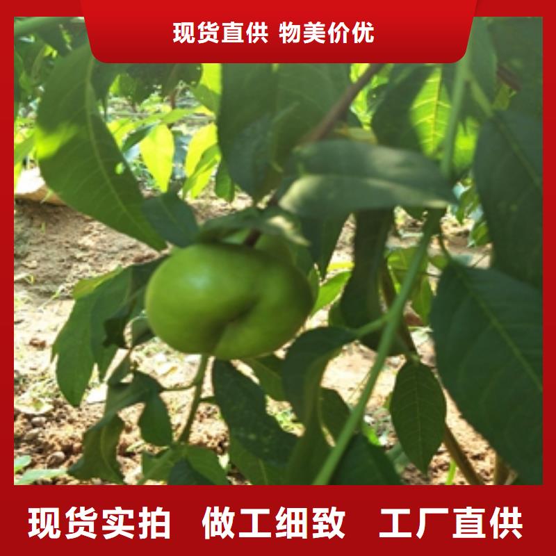 桃树,泰山景松造型景松追求品质