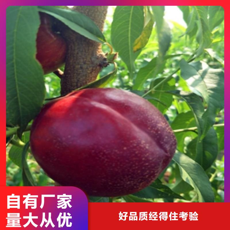 桃树,泰山景松造型景松追求品质