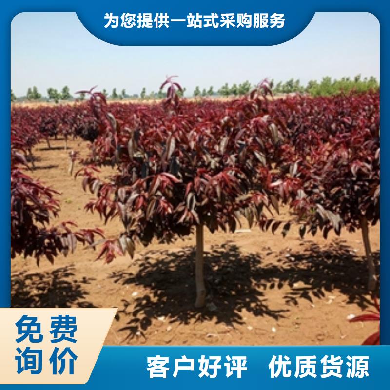 桃树蓝莓苗客户好评