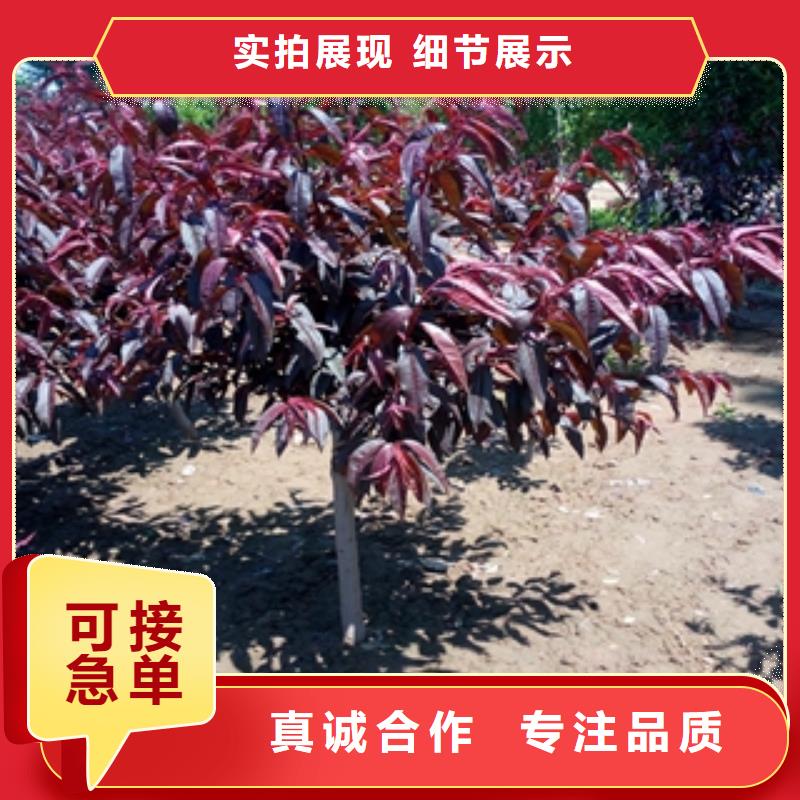 桃树蓝莓苗客户好评