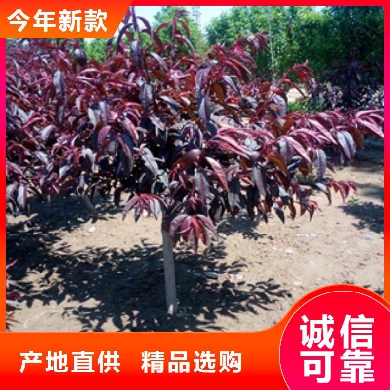 桃树占地果树追求品质