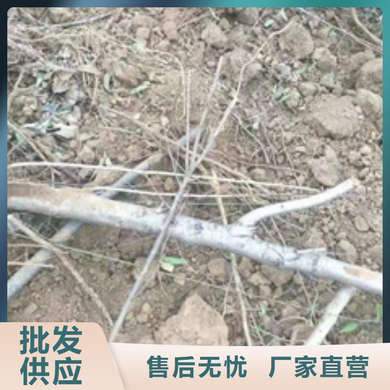 桃树蓝莓苗客户好评