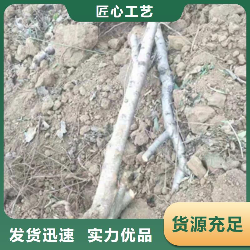 桃树_蓝莓苗库存量大