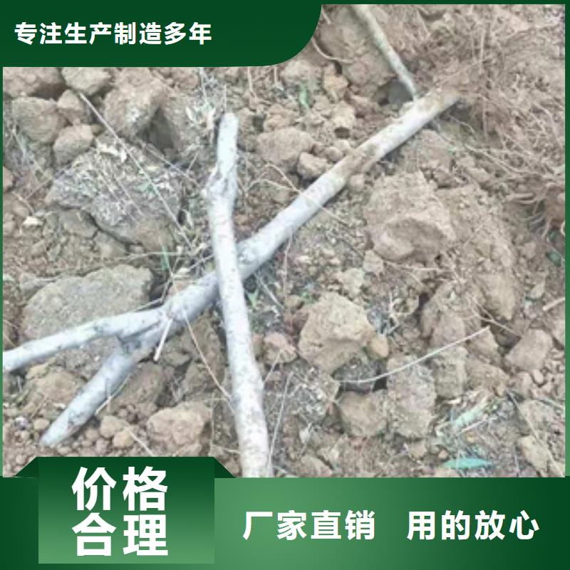桃树_蓝莓苗库存量大