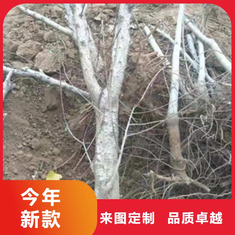 桃树_绿化树绿化工程真材实料诚信经营