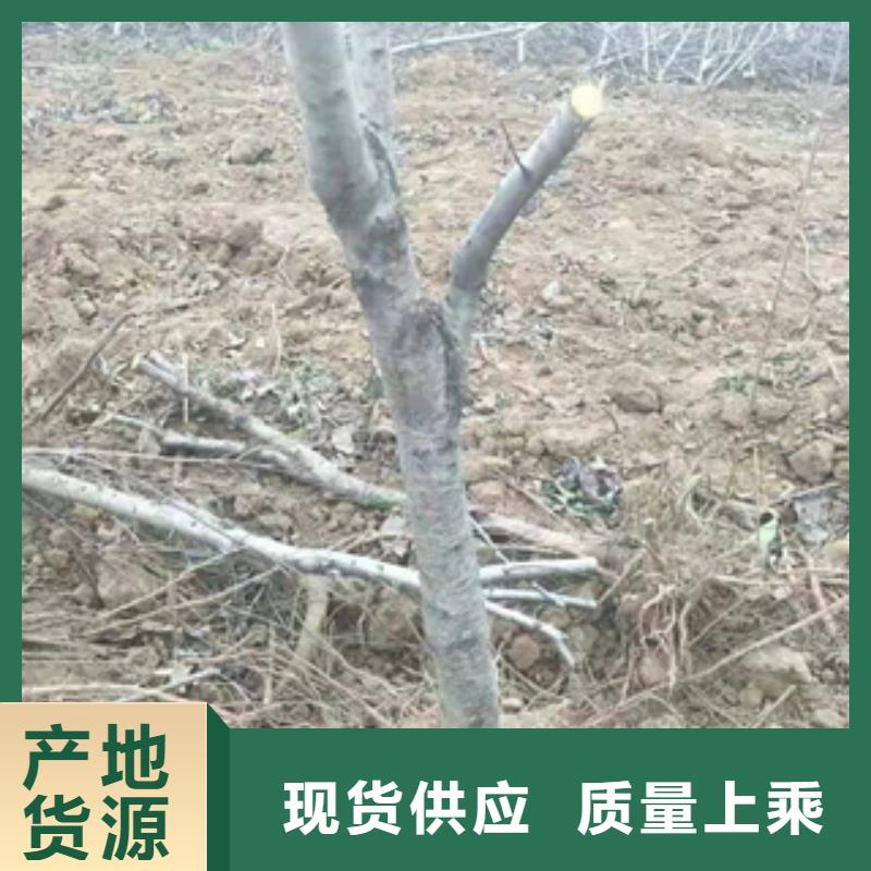 桃树蓝莓苗客户好评