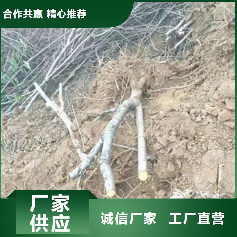 桃树_绿化树绿化工程真材实料诚信经营