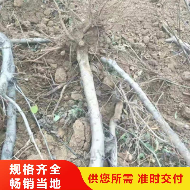 桃树泰山景松造型景松为您提供一站式采购服务