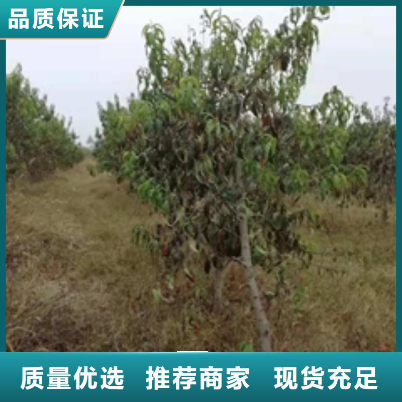 桃树泰山景松造型景松为您提供一站式采购服务