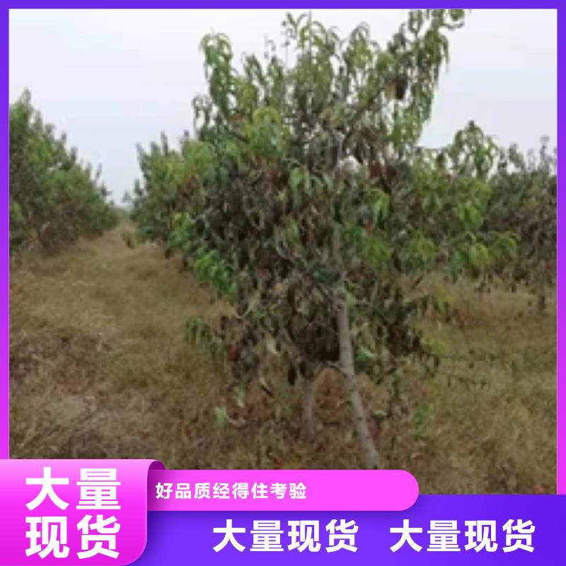 桃树_蓝莓苗库存量大