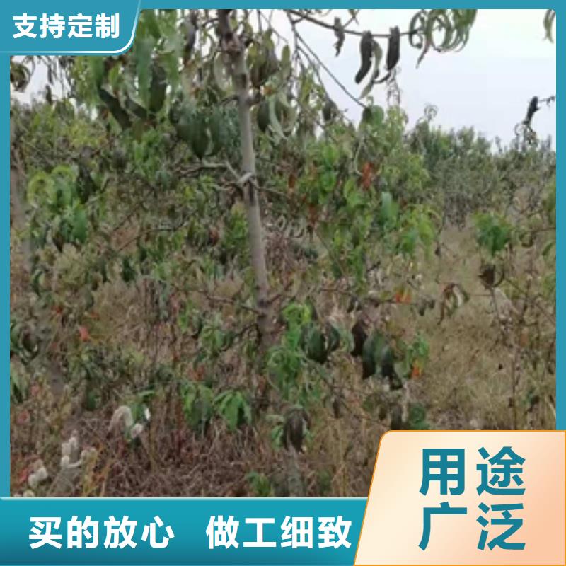 桃树_绿化树绿化工程真材实料诚信经营