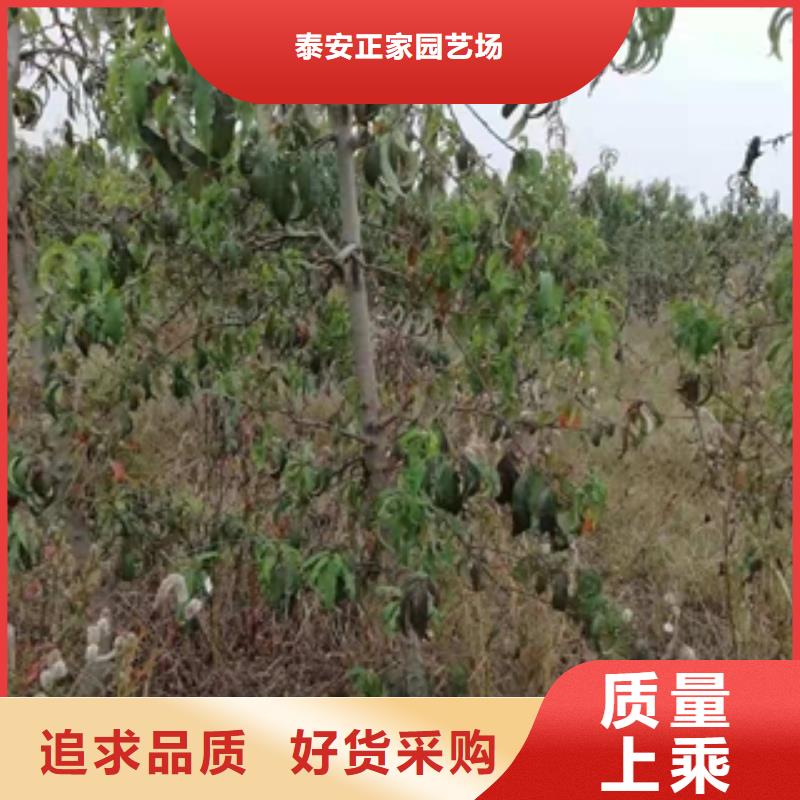 桃树_蓝莓苗库存量大