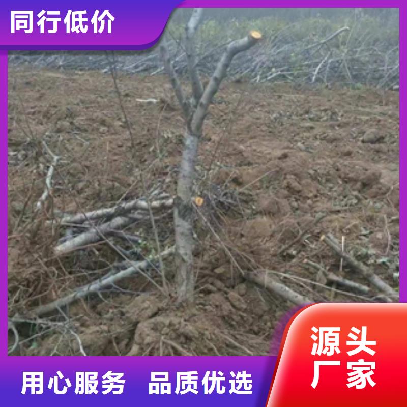 桃树占地果树追求品质