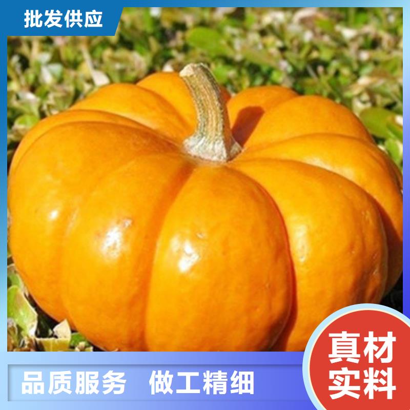 无籽南瓜粒（金瓜粒）育苗生产加工一条龙
