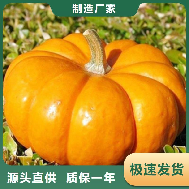 无籽金瓜块（熟丁）哪里有批发市场