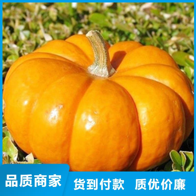 无籽金瓜丁（10*10）植物性色素粉兼具风味