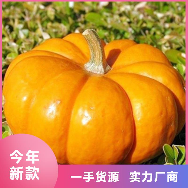 脱水蔬菜丁（南瓜块）专业生产厂家