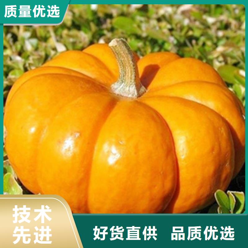 无籽脱水蔬菜丁(金瓜丁)厂家现货