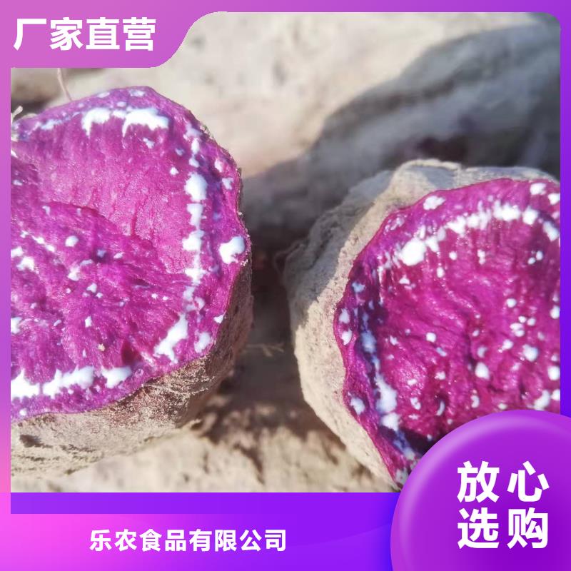 紫薯苗（绫紫）供应