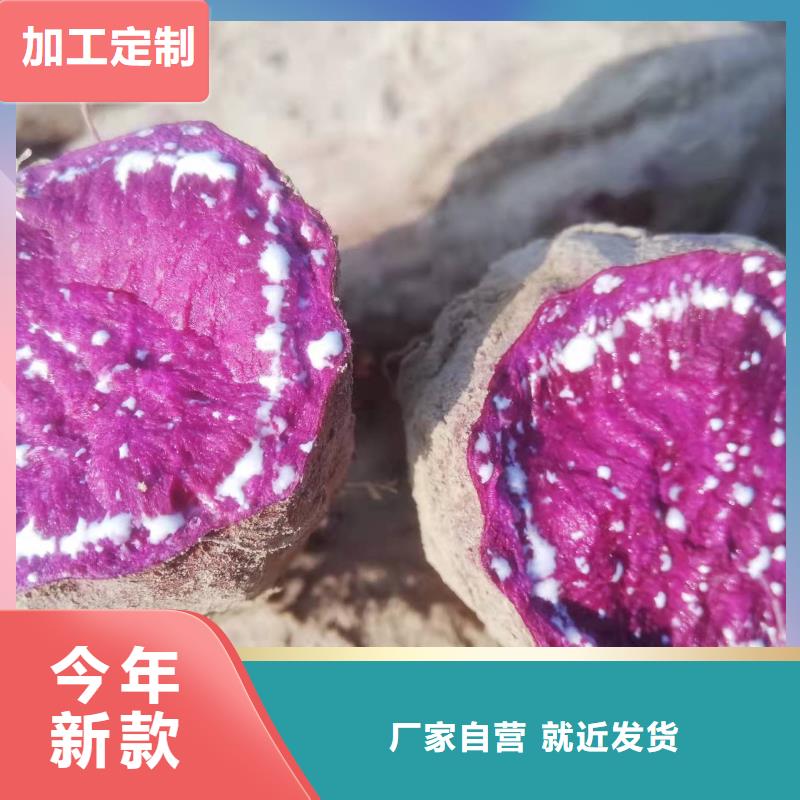 紫薯苗批发