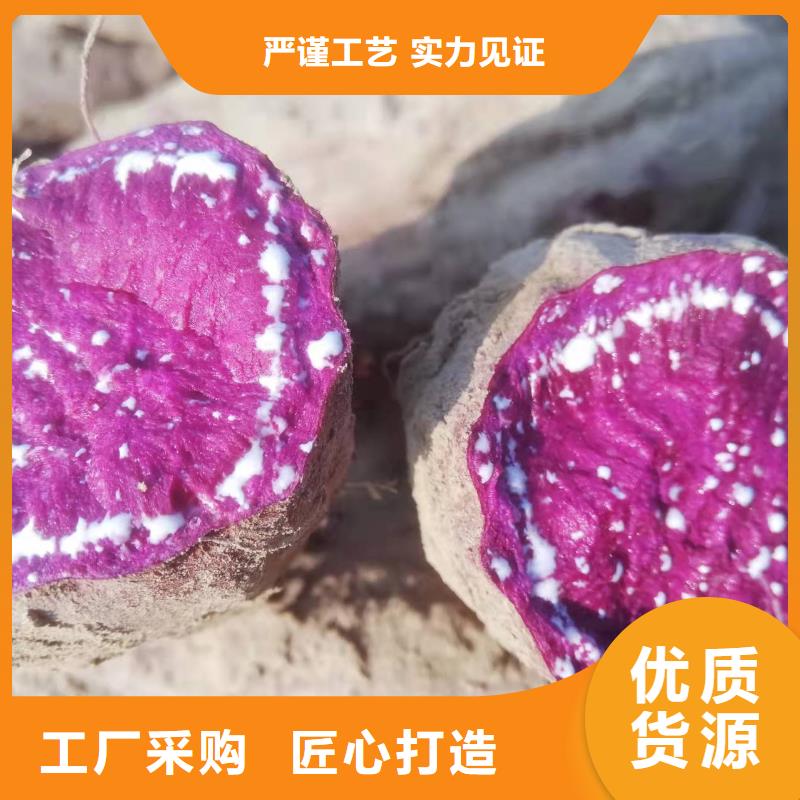 紫红薯苗批发销售